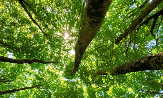 Sustainable Environment